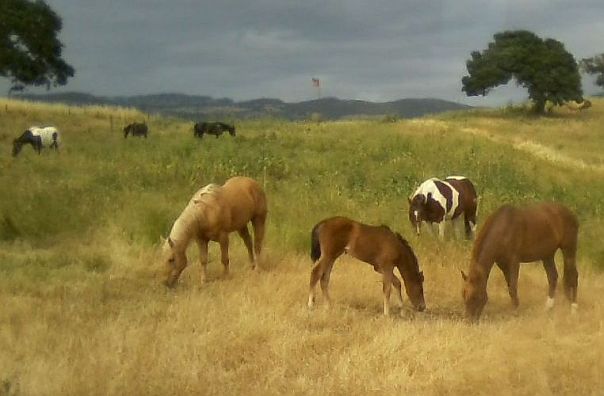 Team of seven horses with "Goldie" in the center

Photography by Laurence Platt

Cowboy Cottage Cattle Pasture
East Napa, California, USA

6:40:02pm Thursday May 5, 2016